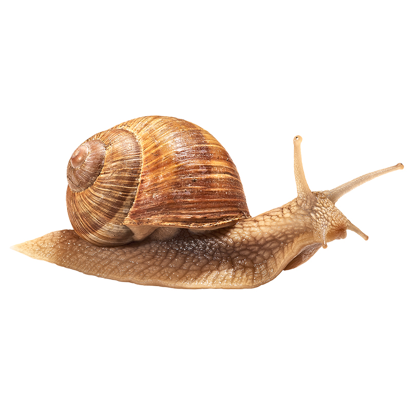 Weinbergschnecke